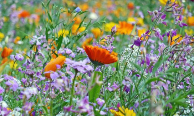 Be part of the Highland Wildflower Meadow Mosaic.