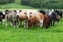 Insufficient minerals can result in losses in herd performance as well as clinical deficiencies.