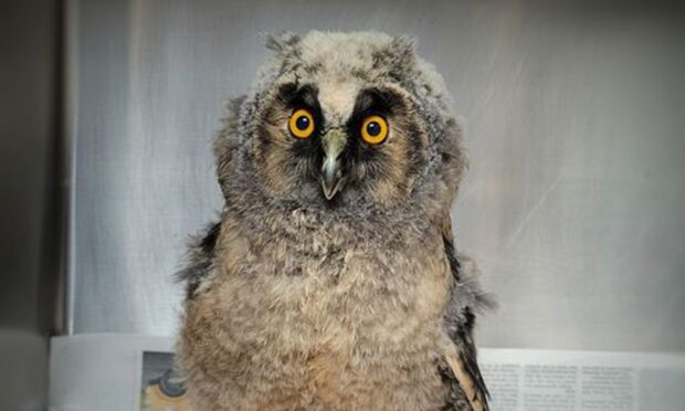 A photo of the rescued long-eared owlet at New Arc Wildlife Rescue Centre.