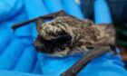 The wildife rescue was surprised when a bat transferred into their care turned out to be from Europe. Image: Paul Reynolds / New Arc