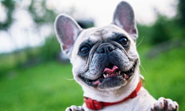 The resident was trying to give a French bulldog a good home. Image: Police Scotland.