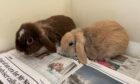 abandoned rabbits found in Torphins, Aberdeenshire by SSPCA