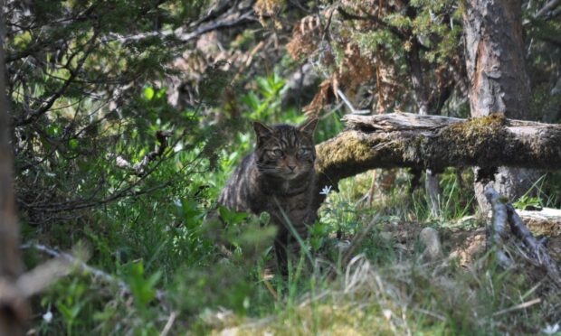 A Scottish wildcat crouching in the bushes.