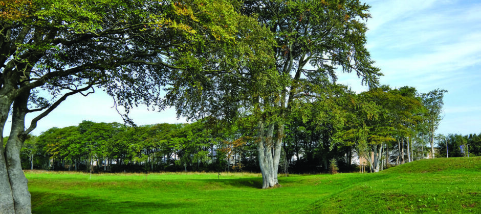 View of the trees and grass surrounding Aden Meadows.