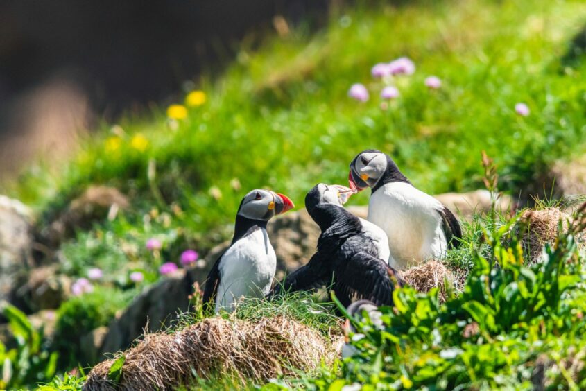 Puffins sit on a cliffside covered in grass and flowers.