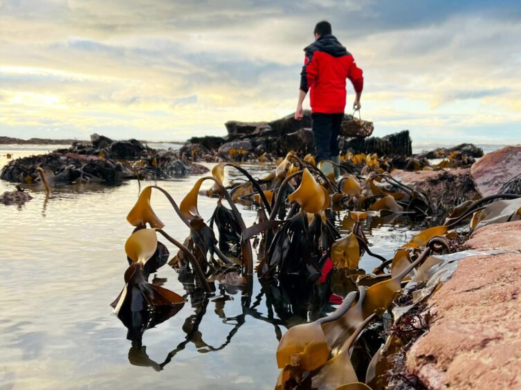 Walker in red jacket on the Moray Coast with seaweed in the foreground 
