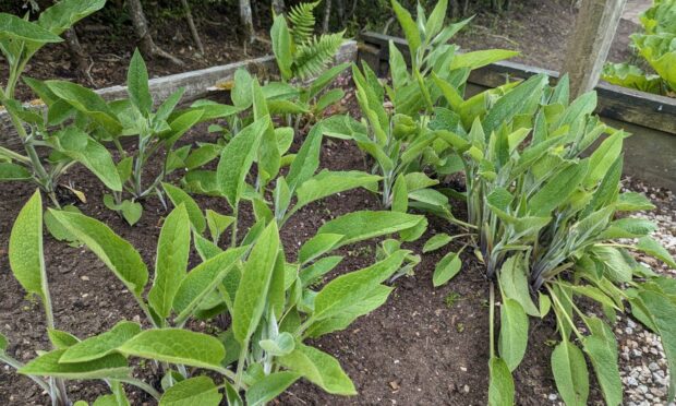 Comfrey 'Bocking 14' doesn't spread too wildly.