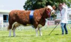 The Simmental champion was Annick Ginger's Lucia from the Simmers brothers.