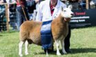 Supreme sheep champion was the South Country Cheviot from the late Gavin Douglas