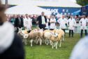 Flor Ryan judged the Texel section.