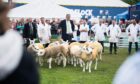 Flor Ryan judged the Texel section.