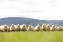 The breeding sheep season is about to get underway across the UK.