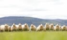 The breeding sheep season is about to get underway across the UK.