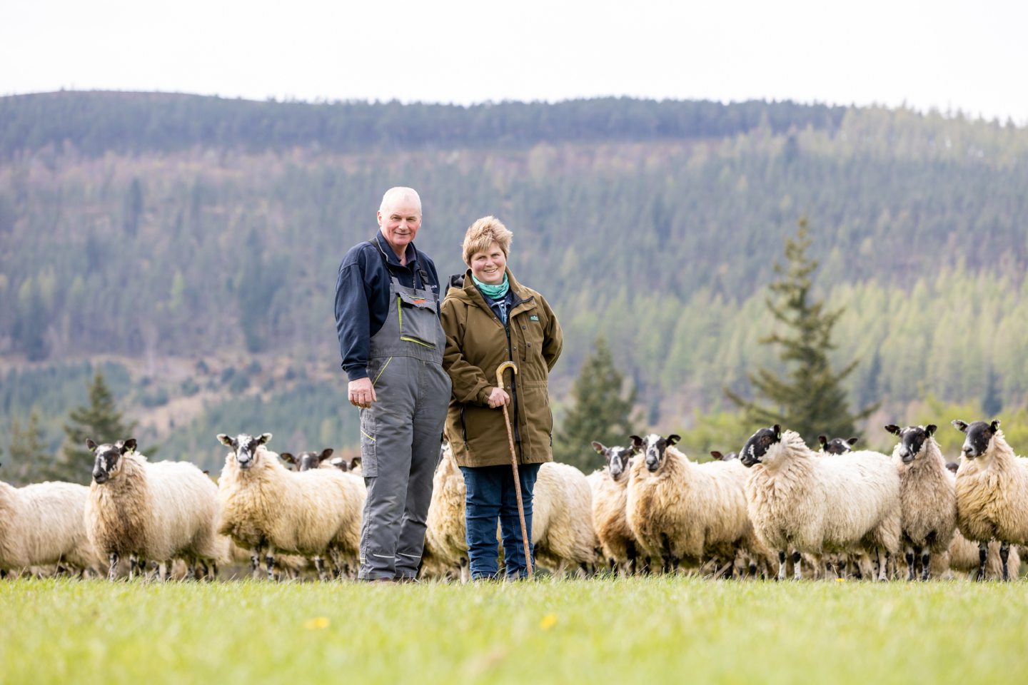 Speyside farm to host technical sheep event - Vimarsana News