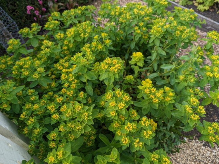 Euphorbia plant.