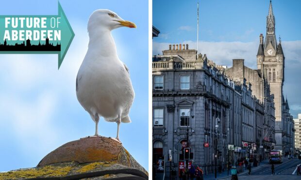 Gulls have been suggested as a way to to help pick up litter on Union Street. Image: DC Thomson.
