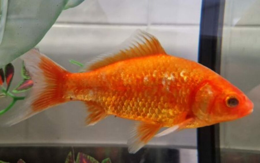 Frank the goldfish at SSPCA's rehoming centre in Drumoak, Aberdeenshire.