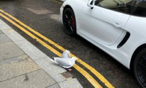 A gull was injured in Inverness, and was later euthanised. The bird is seen with its broken wing in the picture.