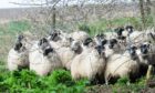 A group of black faced sheep.