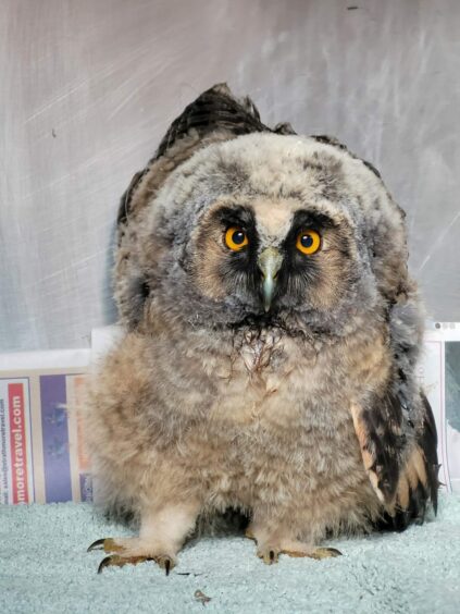 Picture of Leo the rescued long-eared owlet. 