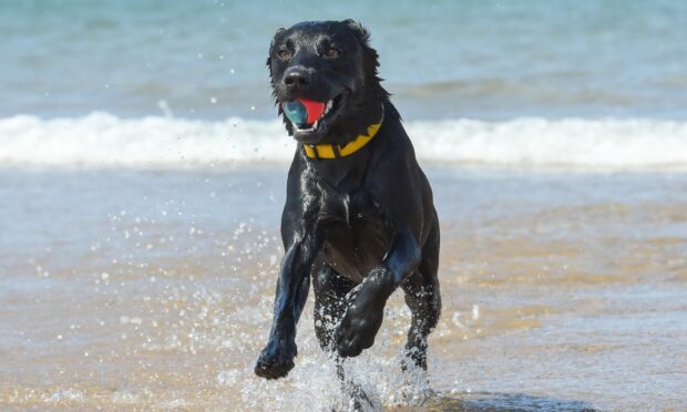 Rufus the lab keeping cool. Image: Jason Hedges/DC Thomson