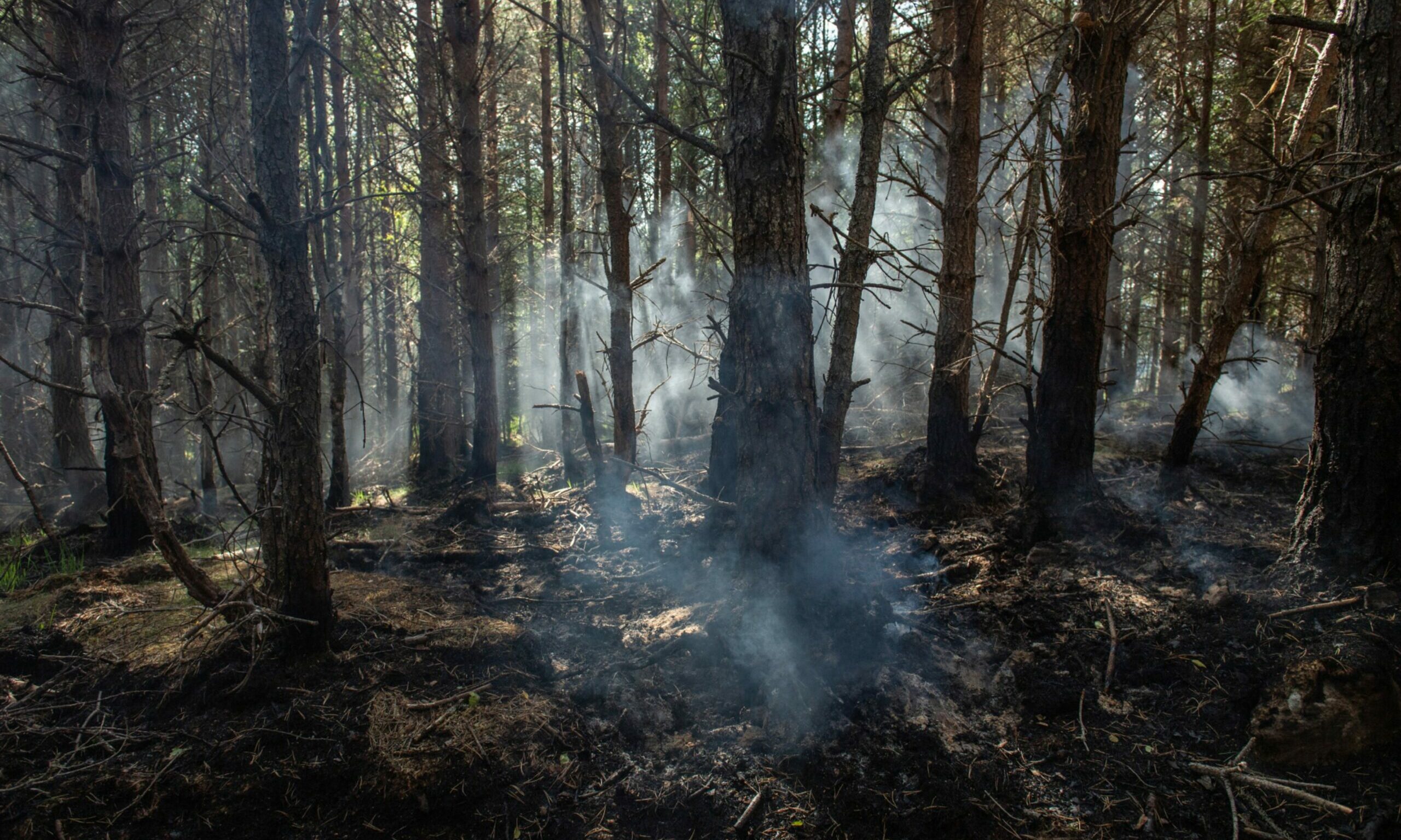 EXCLUSIVE: Green shoots of hope at RSPB nature reserve following devastating wildfire - Vimarsana News