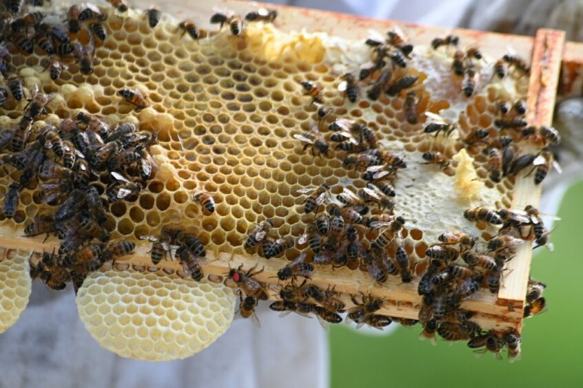 Close up of honeycomb with bees.
