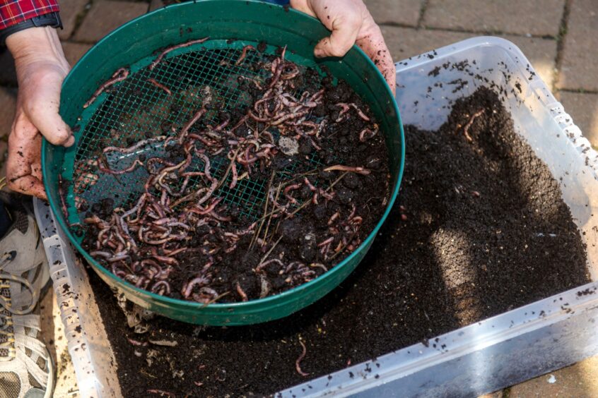 Worms at the Aberdeenshire farm.