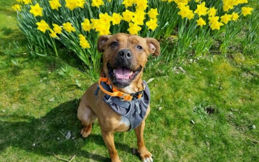 Kiara the dogue de Bordeaux at SSPCA's rehoming centre in Drumoak, Aberdeenshire.
