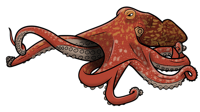An illustration of an octopus-like creature that could be the legendary Kraken