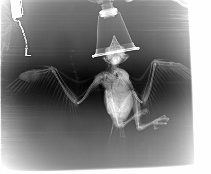 X-ray of the long-eared owlet's fractured tip. 