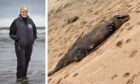 Marine expert Stacey Esson believes the mysterious washed-up animal on Donmouth Beach could be a dolphin. Image: Stacey Esson and Serena Rae.