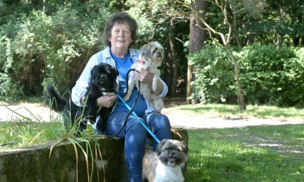 Iona Nicol of Munlochy Animal Aid with three Lhasa Apso dogs who need a home.
Image: Sandy McCook/DC Thomson