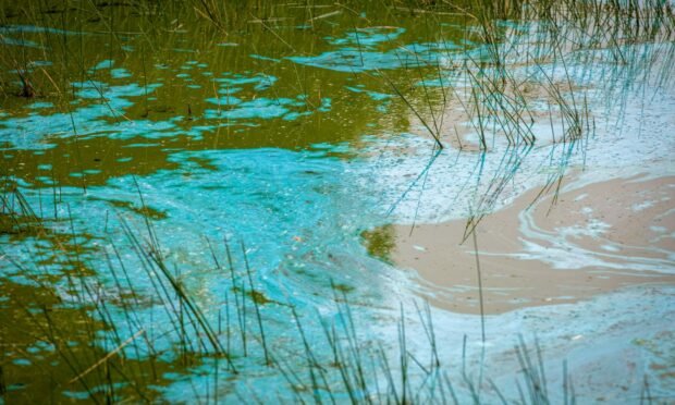 Picture of bright blue and green algae on the surface of a loch.