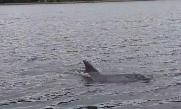 Adopted dolphin Charlie swims alongside tour boat near Kessock Bridge. Image: WDC.
