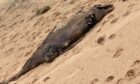 Image of washed up carcass of an unknown animal on Donmouth Beach, dog pawprints can be seen around the washed-up animal
