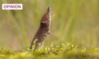 A tiny pygmy shrew enjoying life to the full (Image: Rudmer Zwerver/Shutterstock)