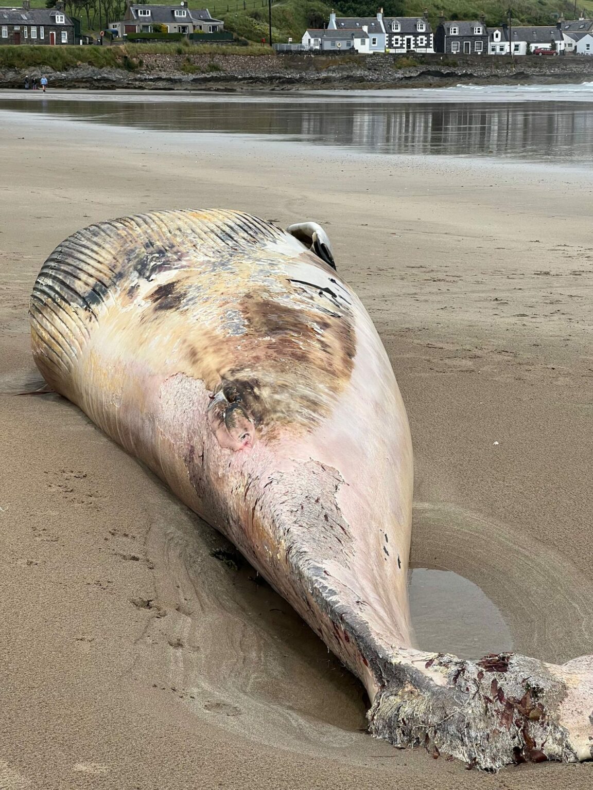 Dead minke whale found on Sandend Beach