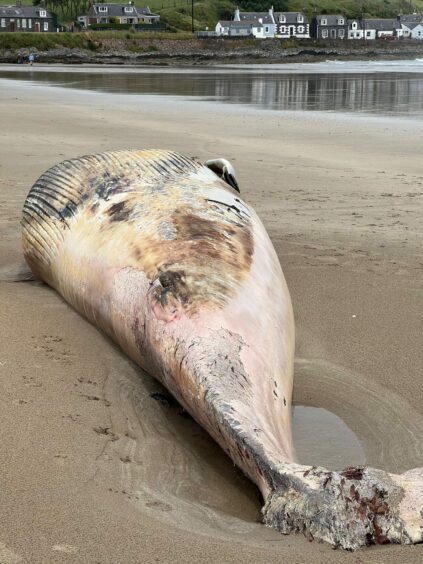 Another view of the dead whale found on Sandend Beach.