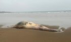 A dead minke whale on Sandend Beach