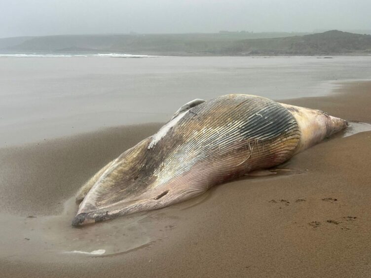 Dead minke whale washed up on Sandend Beach.
