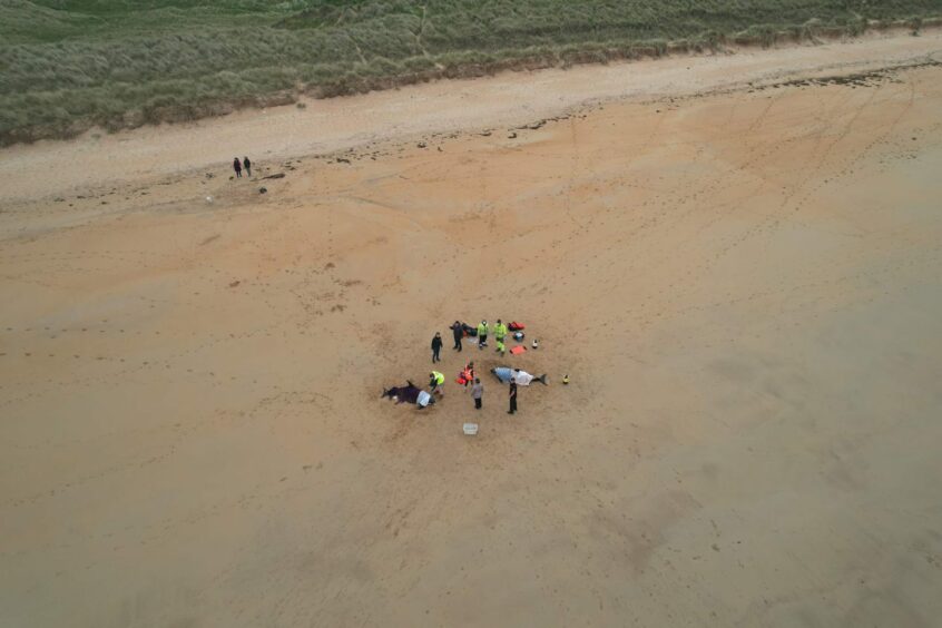 A drone shot of medics on the beach with the two dolphins 