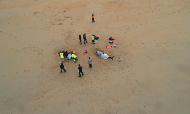 A drone shot of two dolphins surrounded by medics on the beach in Fraserburgh