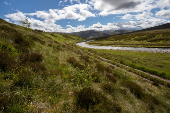 Green shoots of rewilding at Glen Geldie in the Cairngorms, part of the Mar Lodge Estate.