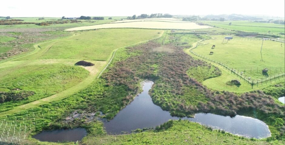 The landscape around the Harestone Rewilding Project in Aberdeenshire looks to be lush and well managed. The picture is an taken from overhead and is of three ponds with a field with cows in it. 
