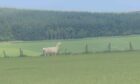 Llama in a field