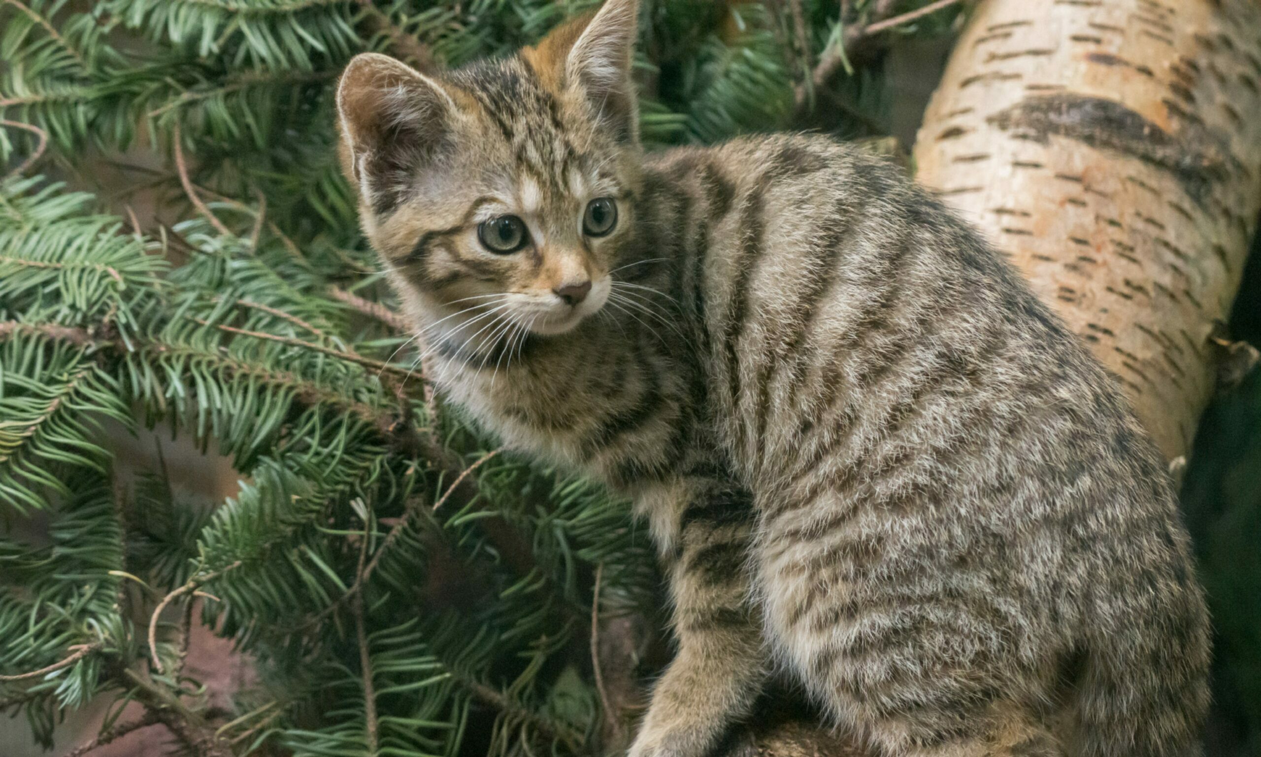 Wildcat kitten sitting on a branch. 