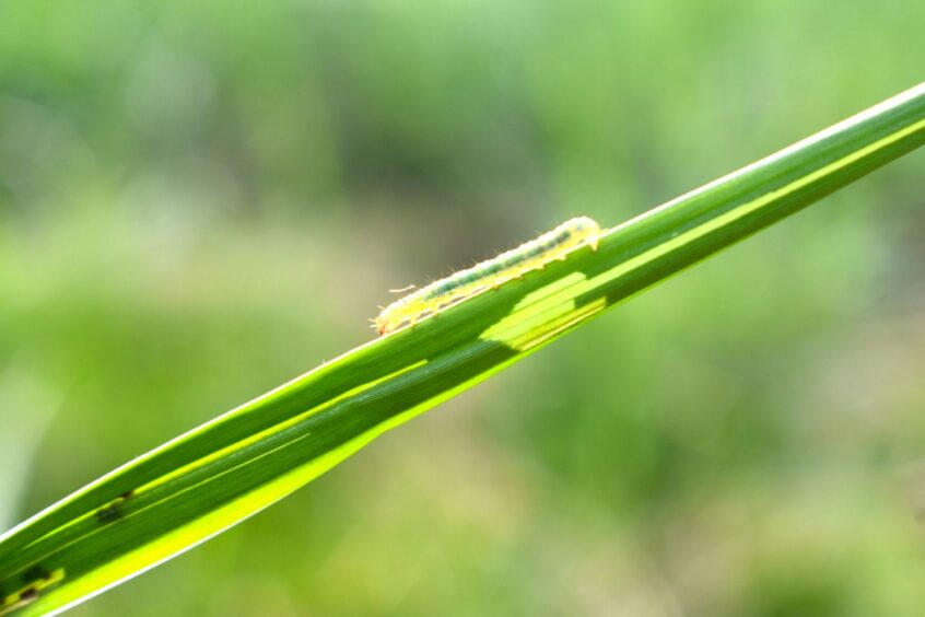 Caterpillar on blade of grass.