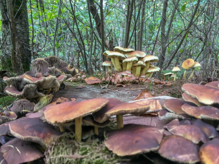 The honey fungus (Armillaria ostoyae) in the wild.