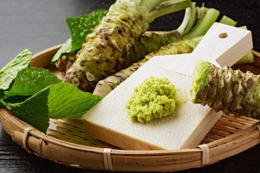 Wasabi plant (Japanese horseradish) along with crushed wasabi.